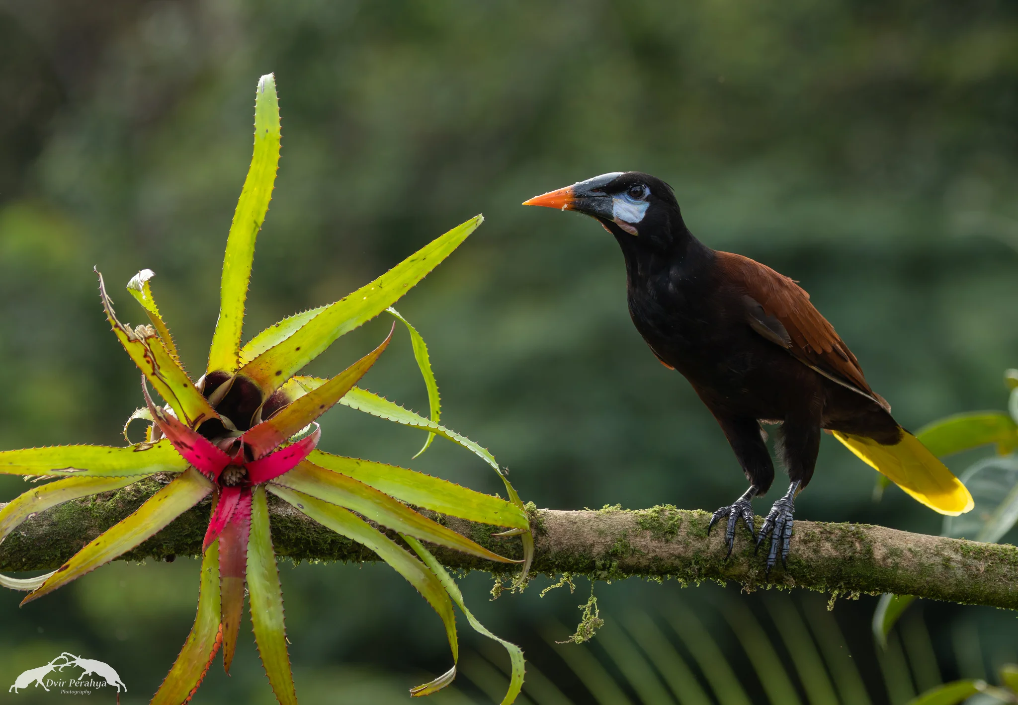 Montezuma Oropendola, Costa Rica Rainforest